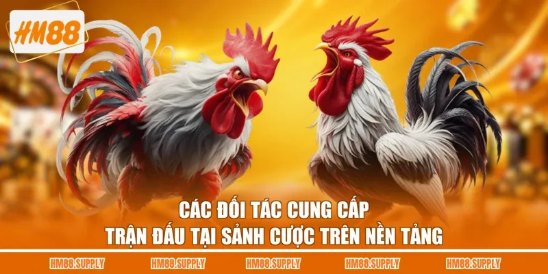 Các đối tác cung cấp trận đấu tại sảnh cược trên nền tảng