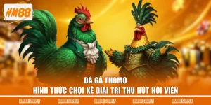 Đá Gà Thomo - Hình Thức Chọi Kê Giải Trí Thu Hút Hội Viên
