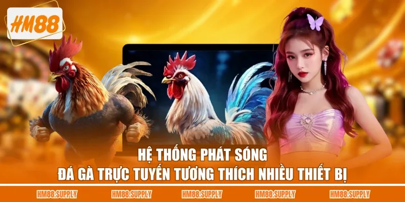 Hệ thống phát sóng đá gà trực tuyến tương thích nhiều thiết bị